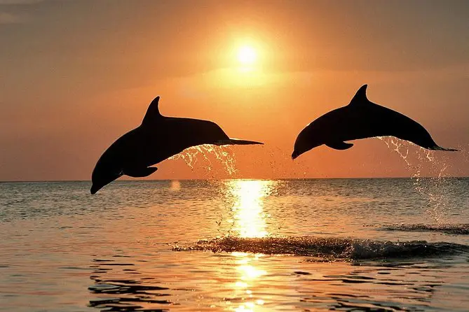 דילוג איים באי פנגאלו וצפייה בדולפינים בבוהול